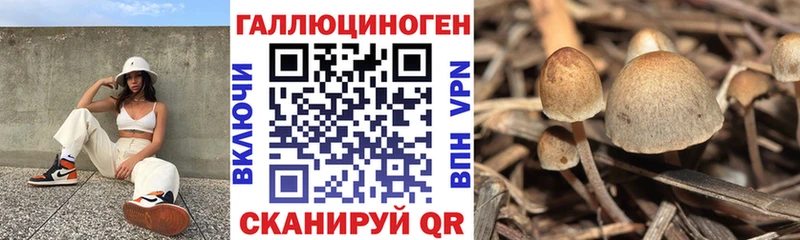 как найти закладки  Камбарка  Псилоцибиновые грибы прущие грибы 